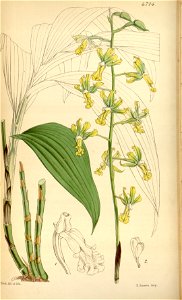 Cephalantheropsis obcordata (as Calanthe gracilis) - Curtis' 79 (Ser. 3 no. 9) pl. 4714 (1853)