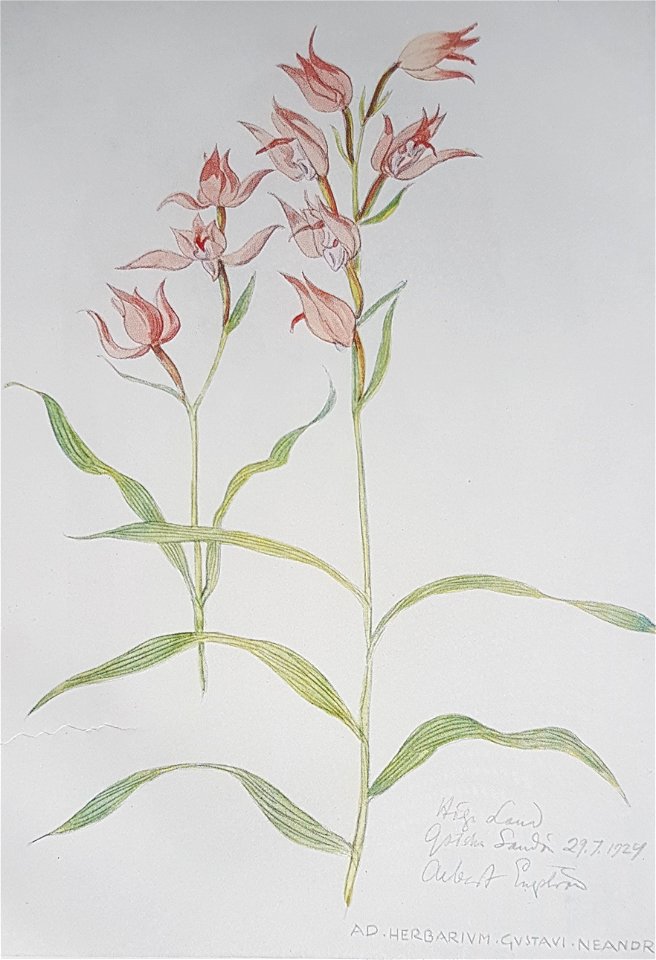 Cephalanthera Rubra x Albert Engström 1924