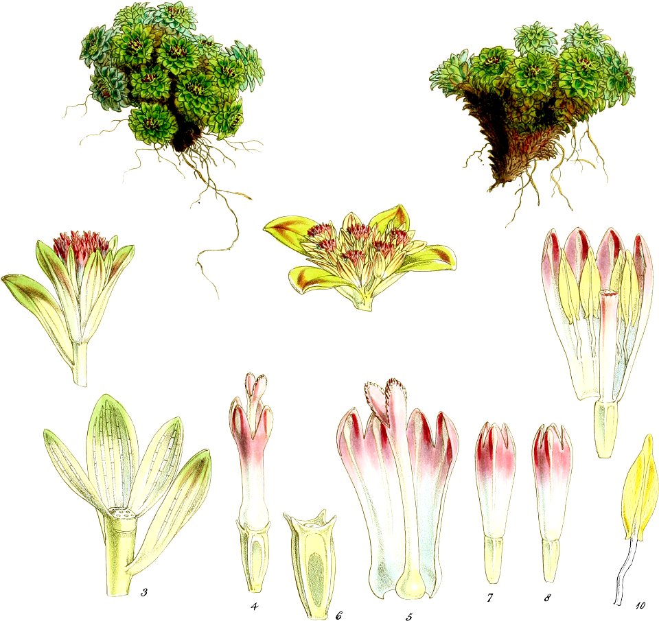 Ceratella rosulata-Botany of Antarctica-PL018-0041
