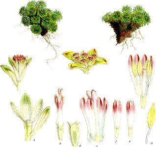Ceratella rosulata-Botany of Antarctica-PL018-0041