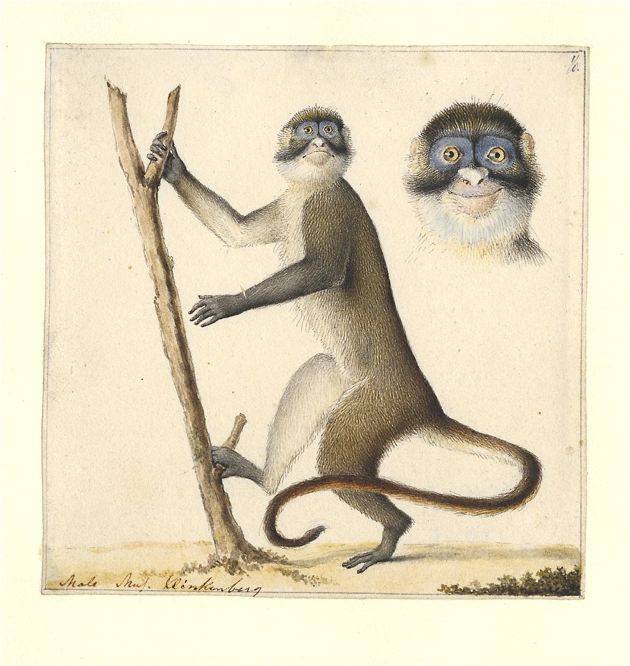 Cercopithecus - 1788-1863 - Print - Iconographia Zoologica - Special Collections University of Amsterdam - UBA01 IZA1000488