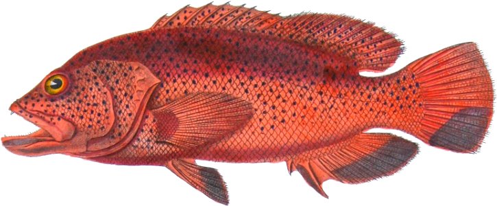 Cephalopholis fulva02