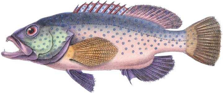 Cephalopholis fulva 2-01
