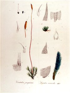 Ceratodon purpureus — Flora Batava — Volume v13