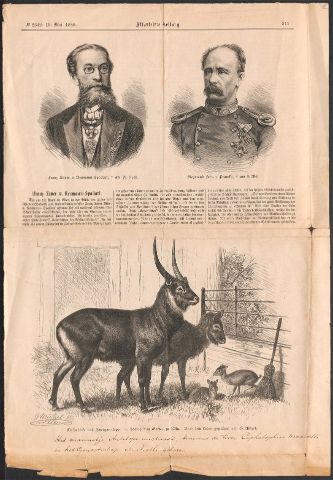 Cephalophus maxwelli - 1888 - Print - Iconographia Zoologica - Special Collections University of Amsterdam - UBA01 IZ21400035