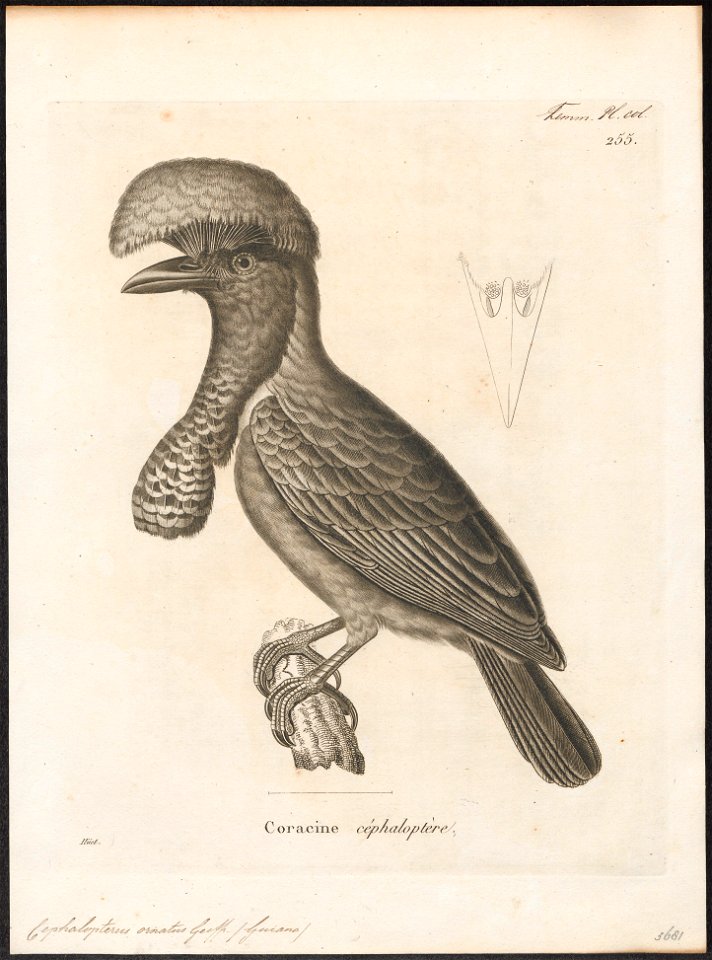 Cephalopterus ornatus - 1700-1880 - Print - Iconographia Zoologica - Special Collections University of Amsterdam - UBA01 IZ16600151