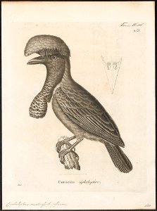 Cephalopterus ornatus - 1700-1880 - Print - Iconographia Zoologica - Special Collections University of Amsterdam - UBA01 IZ16600151