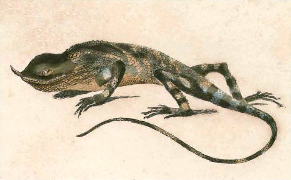 Ceratophora stoddartii Hardwicke