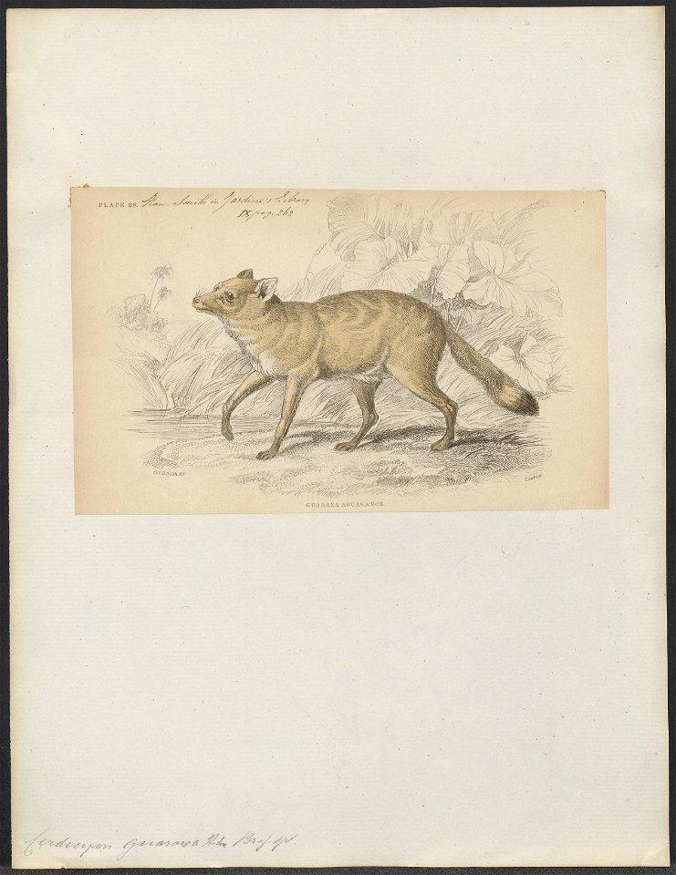 Cerdocyon guaraxa - 1833-1866 - Print - Iconographia Zoologica - Special Collections University of Amsterdam - UBA01 IZ22200325