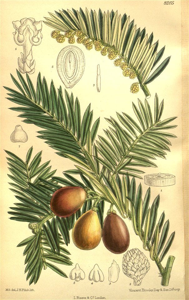 Cephalotaxus drupacea 135-8285