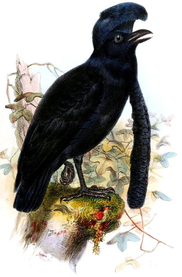 Cephalopterus penduligerIbisV1-1859-p003AA