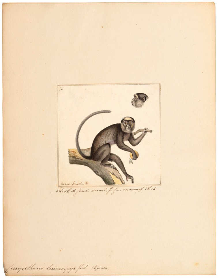 Cercopithecus leucampyx - 1829-1867 - Print - Iconographia Zoologica - Special Collections University of Amsterdam - UBA01 IZ20000109