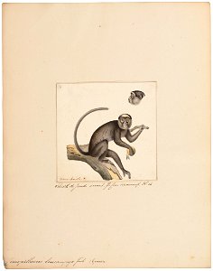 Cercopithecus leucampyx - 1829-1867 - Print - Iconographia Zoologica - Special Collections University of Amsterdam - UBA01 IZ20000109