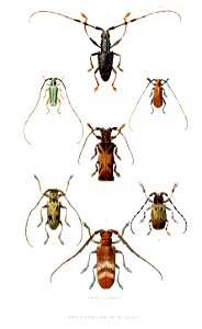 Cerambycidae2RobinsonPZSL1866