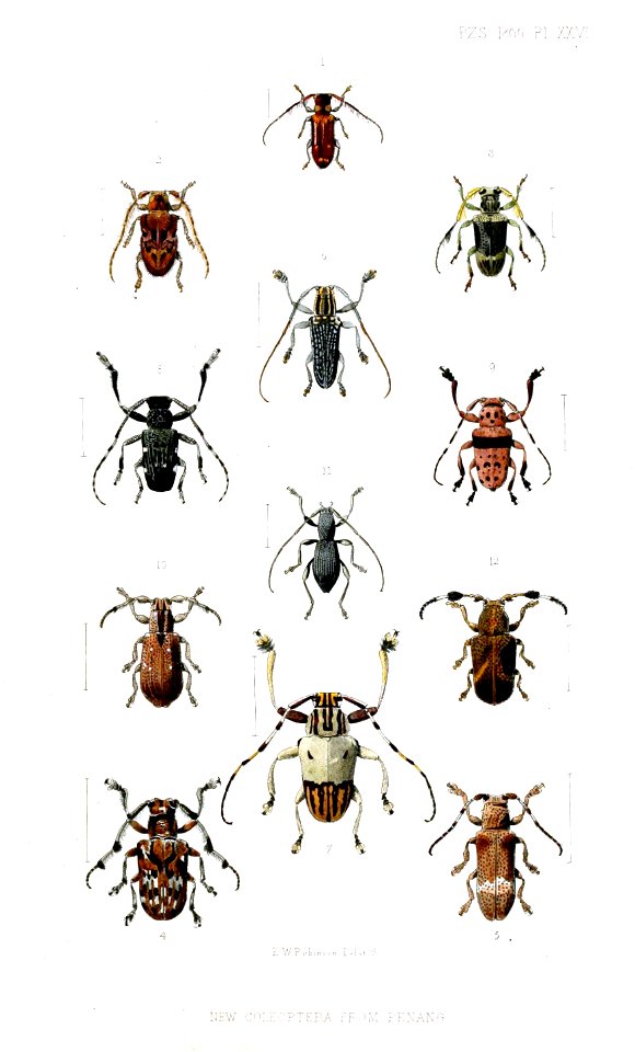 Cerambycidae1RobinsonPZSL1866