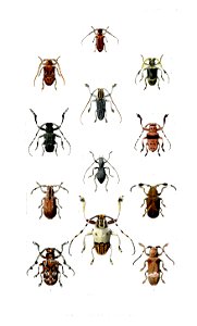 Cerambycidae1RobinsonPZSL1866
