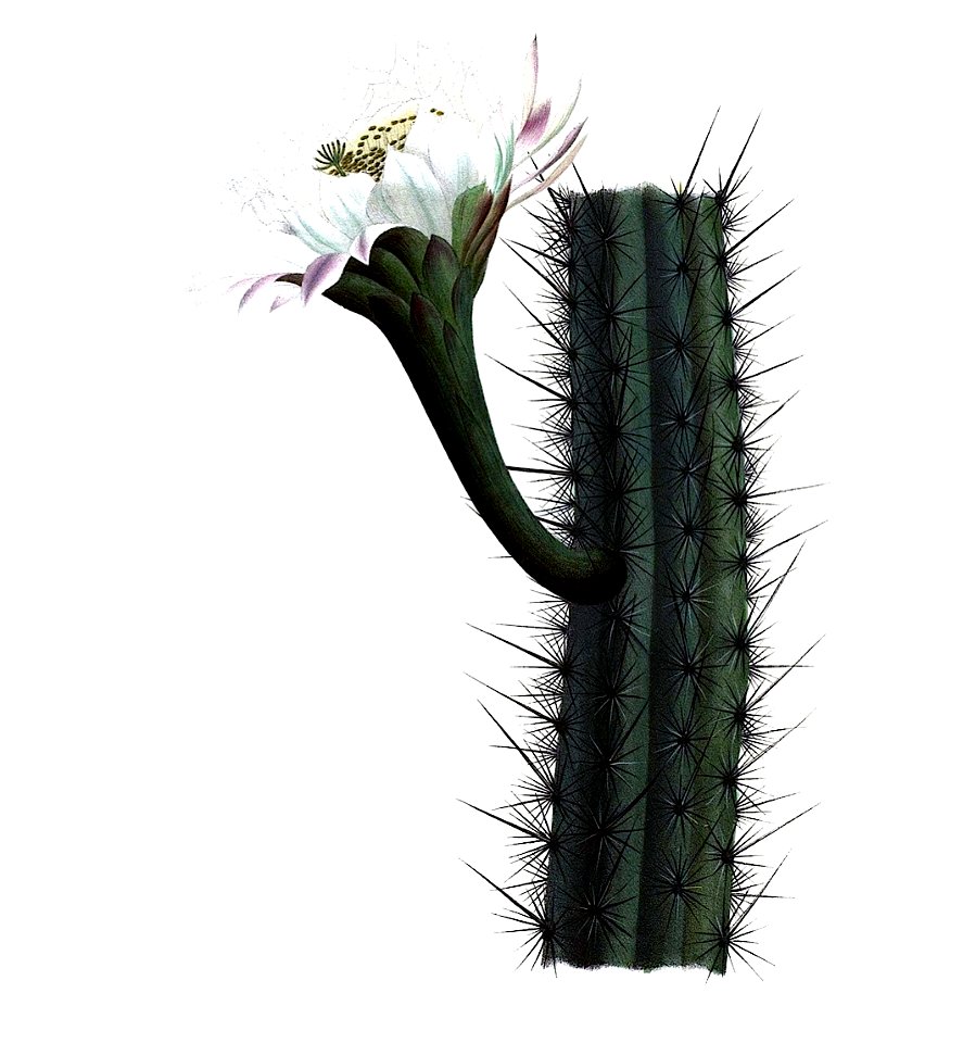 Cereus aethiops pm