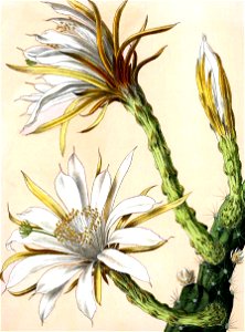 Cereus repandus BlKakteenT84