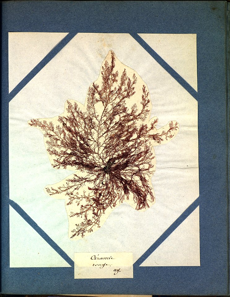 Ceramium rubrum