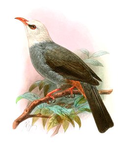CerasophilaThompsoniKeulemans