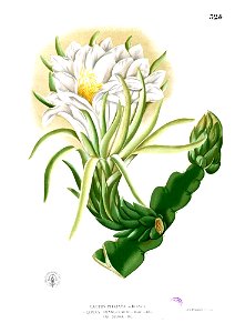Cereus triangularis Blanco2.324