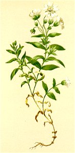 Cerastium carinthiacum Atlas Alpenflora