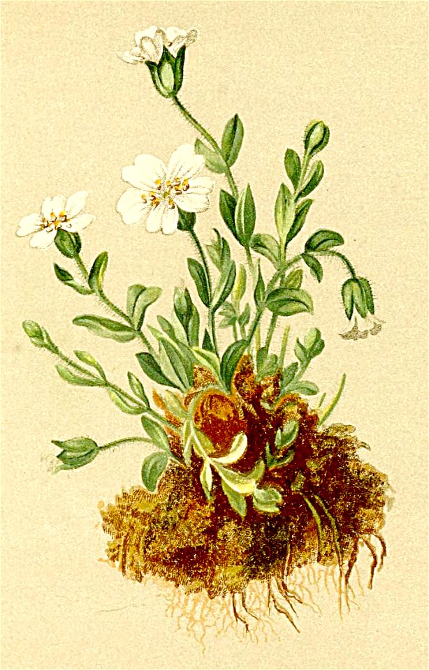 Cerastium uniflorum Atlas Alpenflora