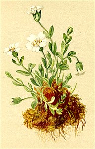 Cerastium uniflorum Atlas Alpenflora