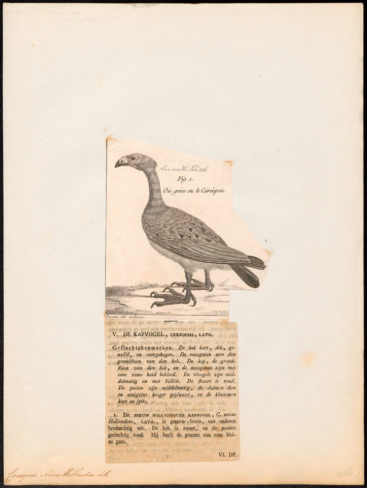 Cereopsis novae hollandiae - 1782-1825 - Print - Iconographia Zoologica - Special Collections University of Amsterdam - UBA01 IZ17600123