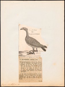 Cereopsis novae hollandiae - 1782-1825 - Print - Iconographia Zoologica - Special Collections University of Amsterdam - UBA01 IZ17600123