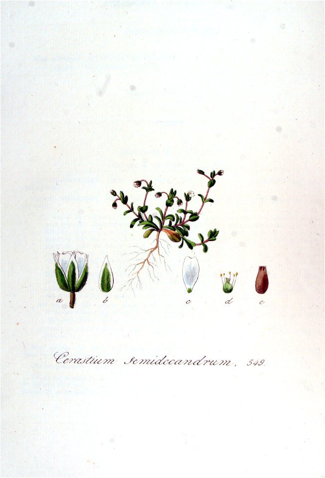 Cerastium semidecandrum — Flora Batava — Volume v7