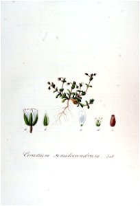Cerastium semidecandrum — Flora Batava — Volume v7