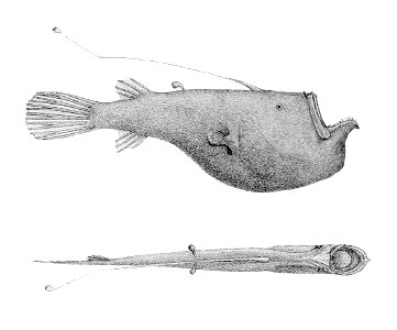 Ceratias uranoscopus1