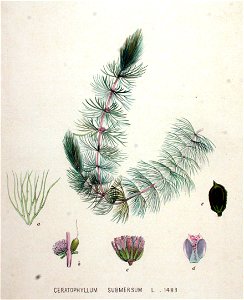 Ceratophyllum submersum — Flora Batava — Volume v19
