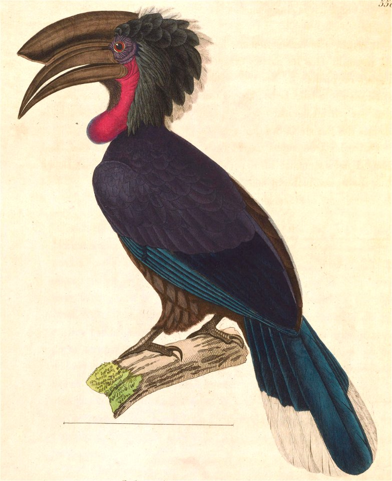 Ceratogymna atrata 1838