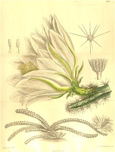 Cereus amecamensis 135-8277