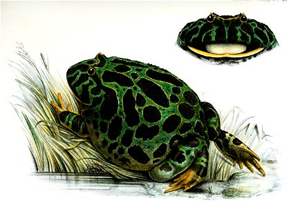 Ceratophrys ornata