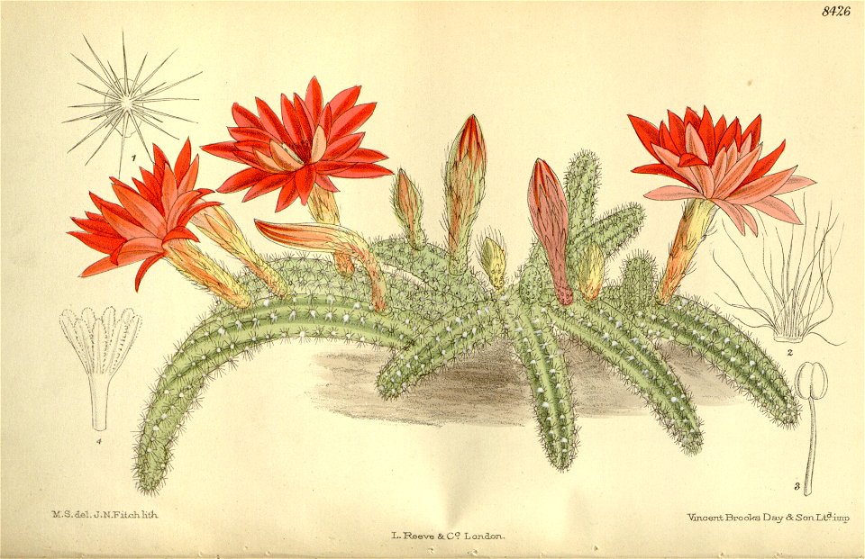 Cereus silvestrii 138-8426