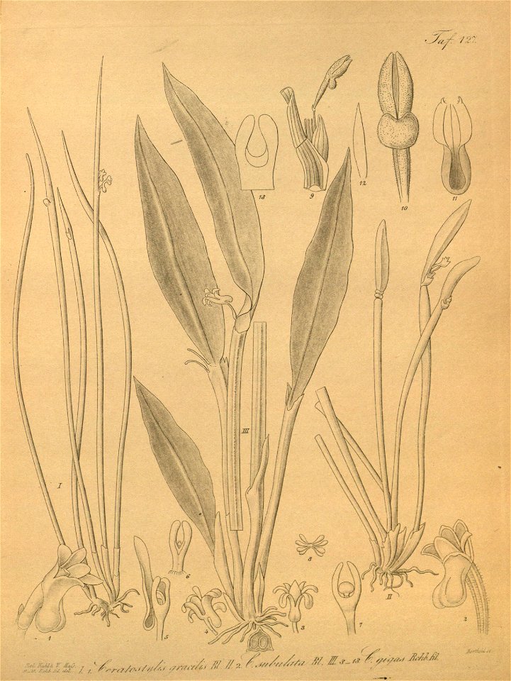 Ceratostylis gracilis - Ceratostylis subulata - Ceratostylis anceps (as C. gigas) - Xenia 2 pl 127