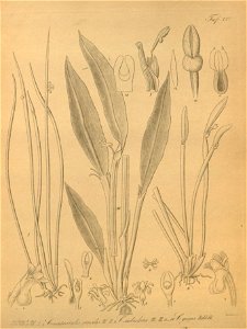 Ceratostylis gracilis - Ceratostylis subulata - Ceratostylis anceps (as C. gigas) - Xenia 2 pl 127