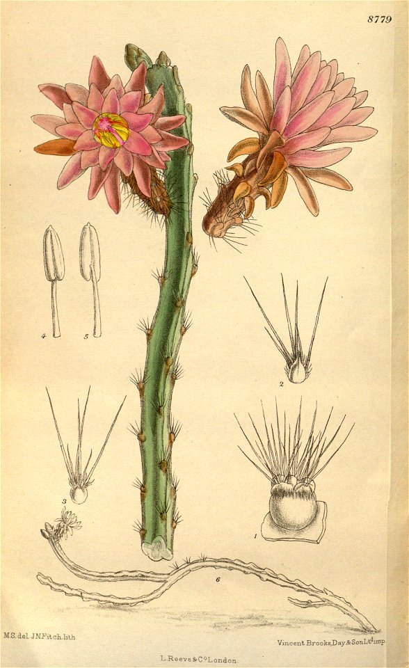 Cereus tunilla 144-8779