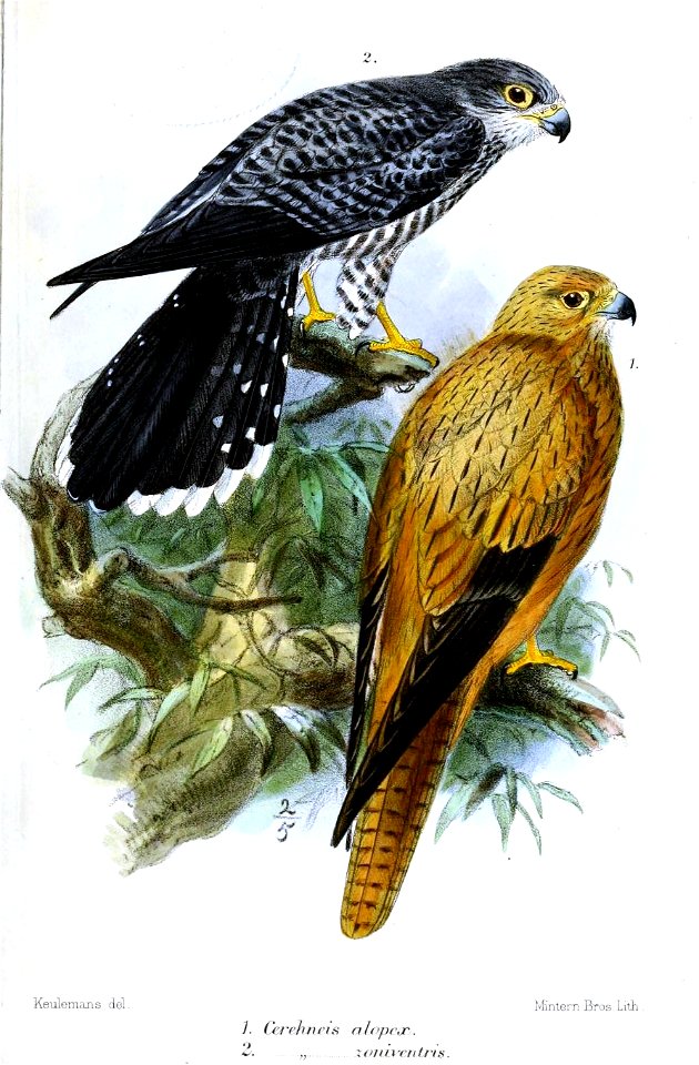CerchneisKeulemans