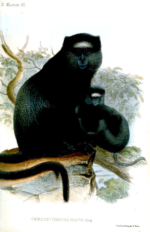 CercopithecusPluto