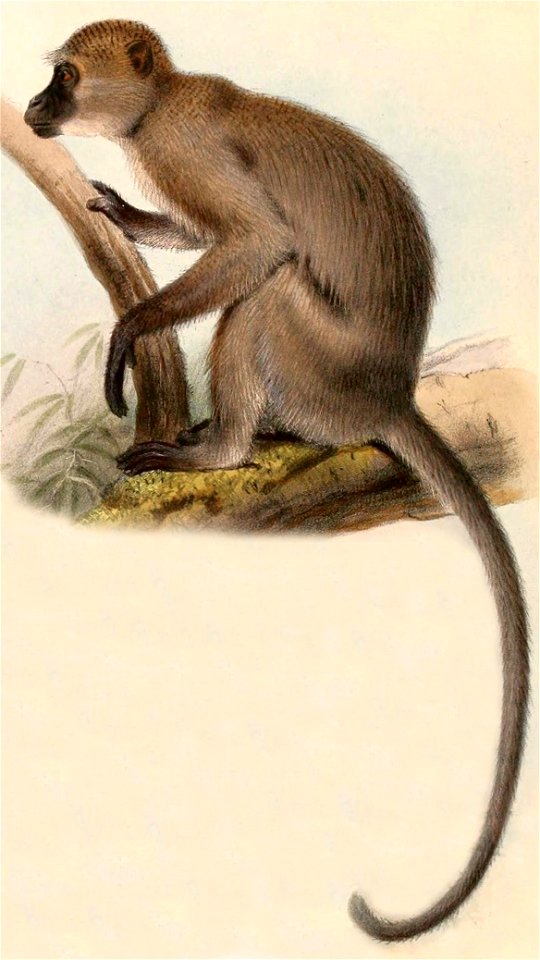 Cercocebus agilis