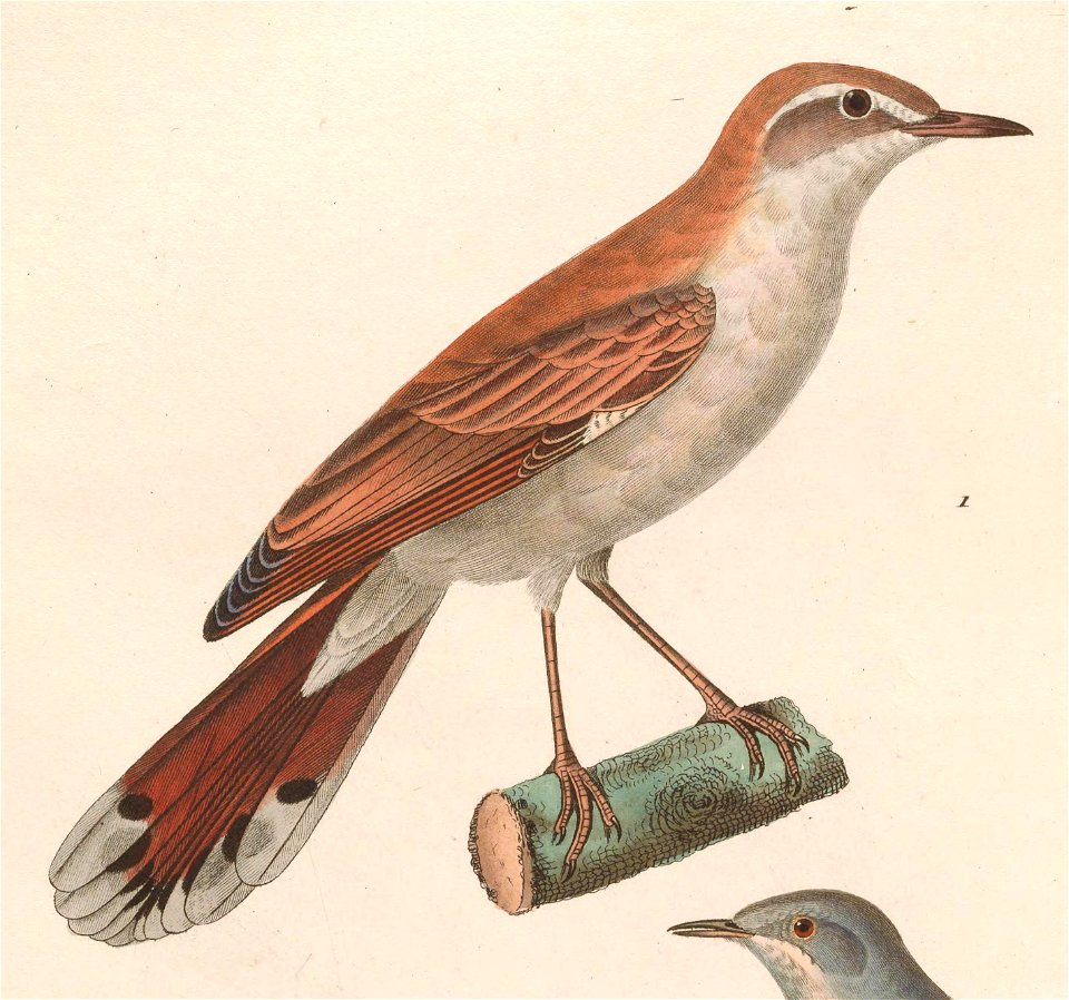 Cercotrichas galactotes 1838