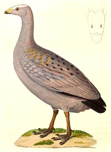 Cereopsis novaehollandiae 1838