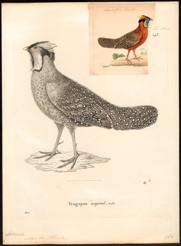 Ceriornis satyra - 1700-1880 - Print - Iconographia Zoologica - Special Collections University of Amsterdam - UBA01 IZ16900159
