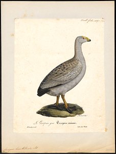 Cereopsis novae hollandiae - 1825-1834 - Print - Iconographia Zoologica - Special Collections University of Amsterdam - UBA01 IZ17600117