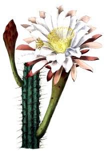 Cereus aethiops BlKakteenT127