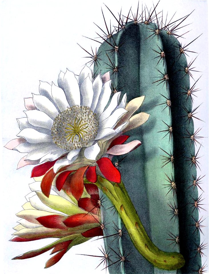 Cereus repandus BlKakteenT131